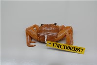 藏品(白紋方蟹)的圖片